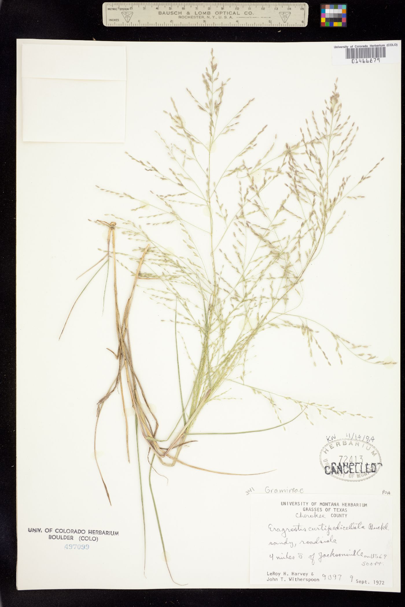 Eragrostis curtipedicellata image