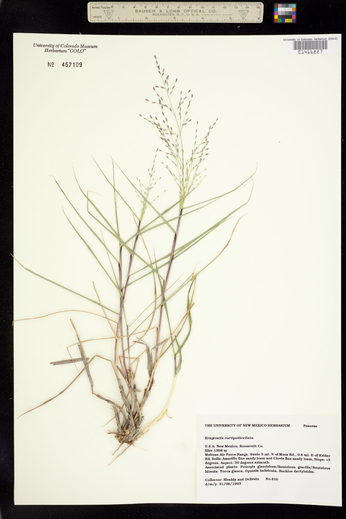 Eragrostis curtipedicellata image