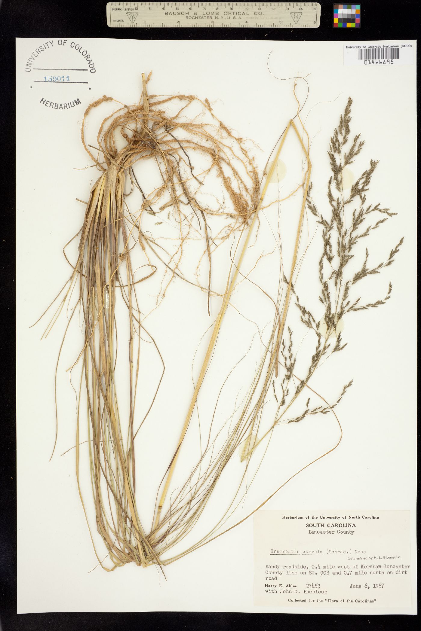 Eragrostis image