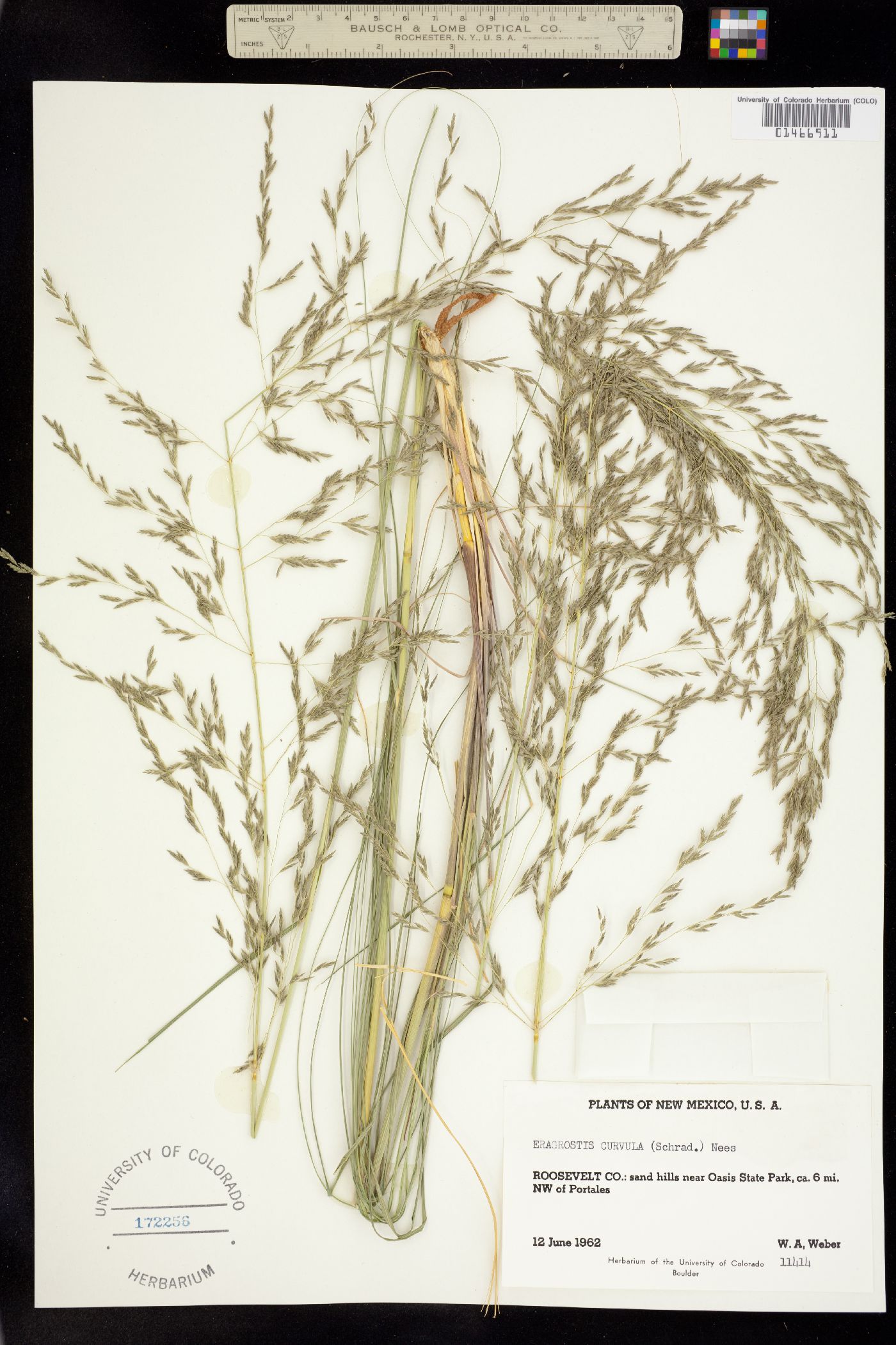 Eragrostis curvula image