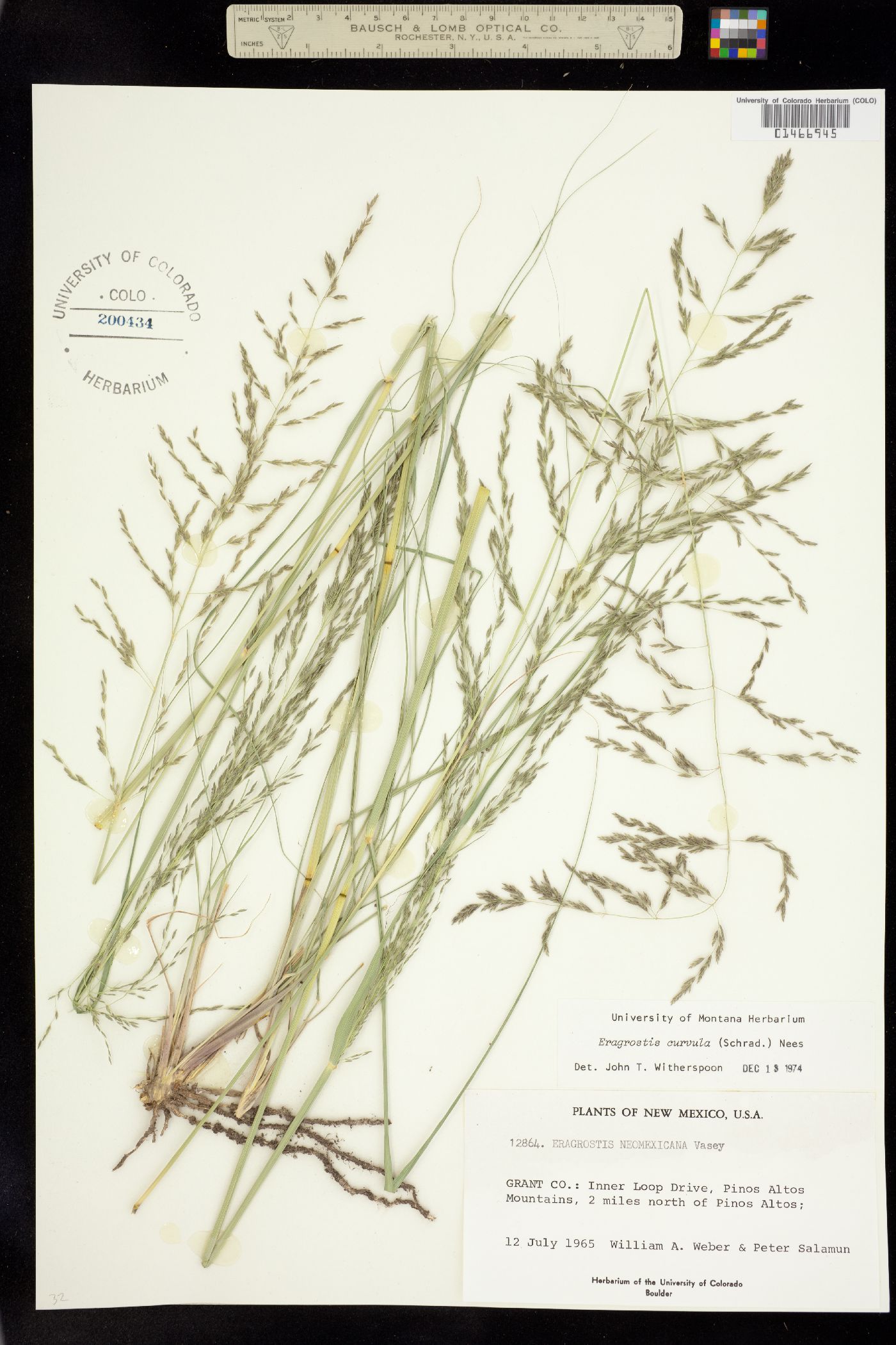 Eragrostis curvula image