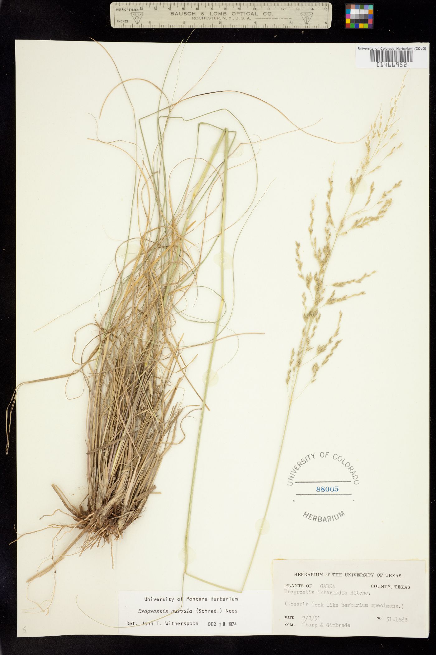 Eragrostis curvula image