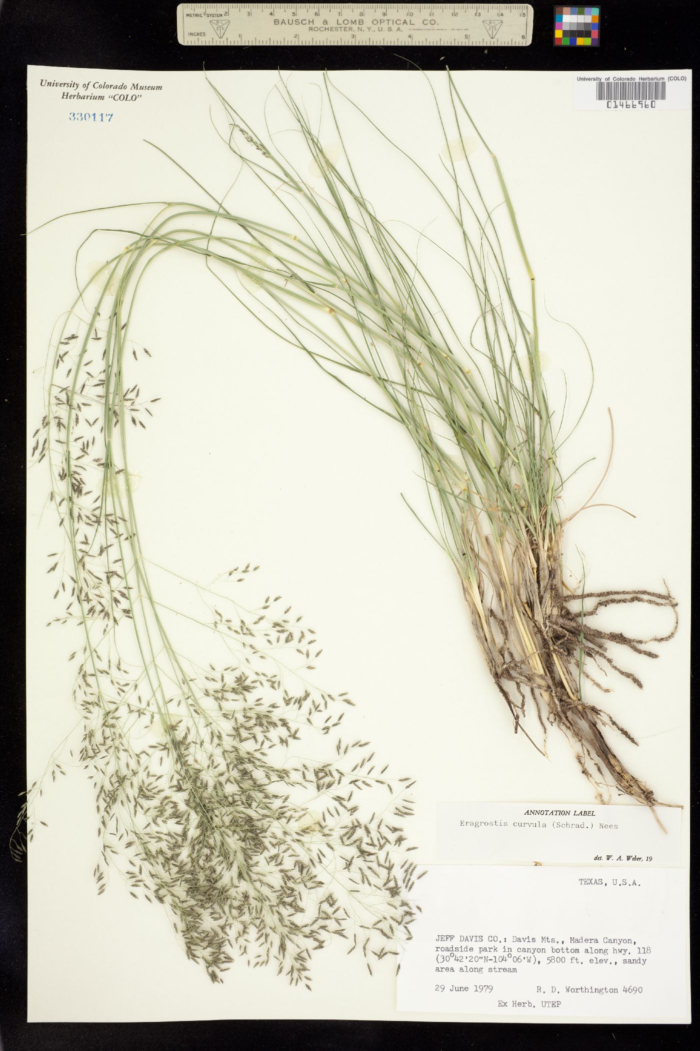 Eragrostis curvula image