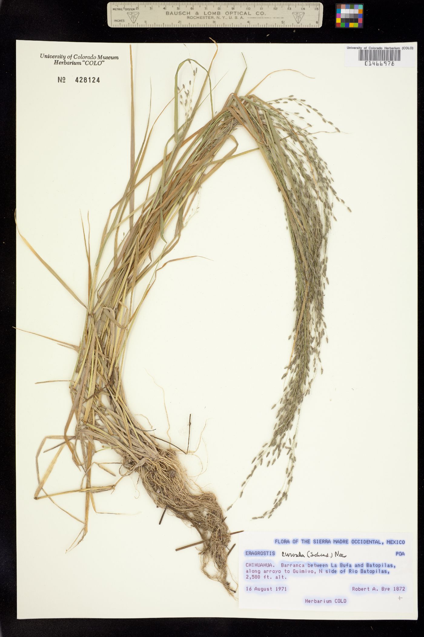Eragrostis curvula image
