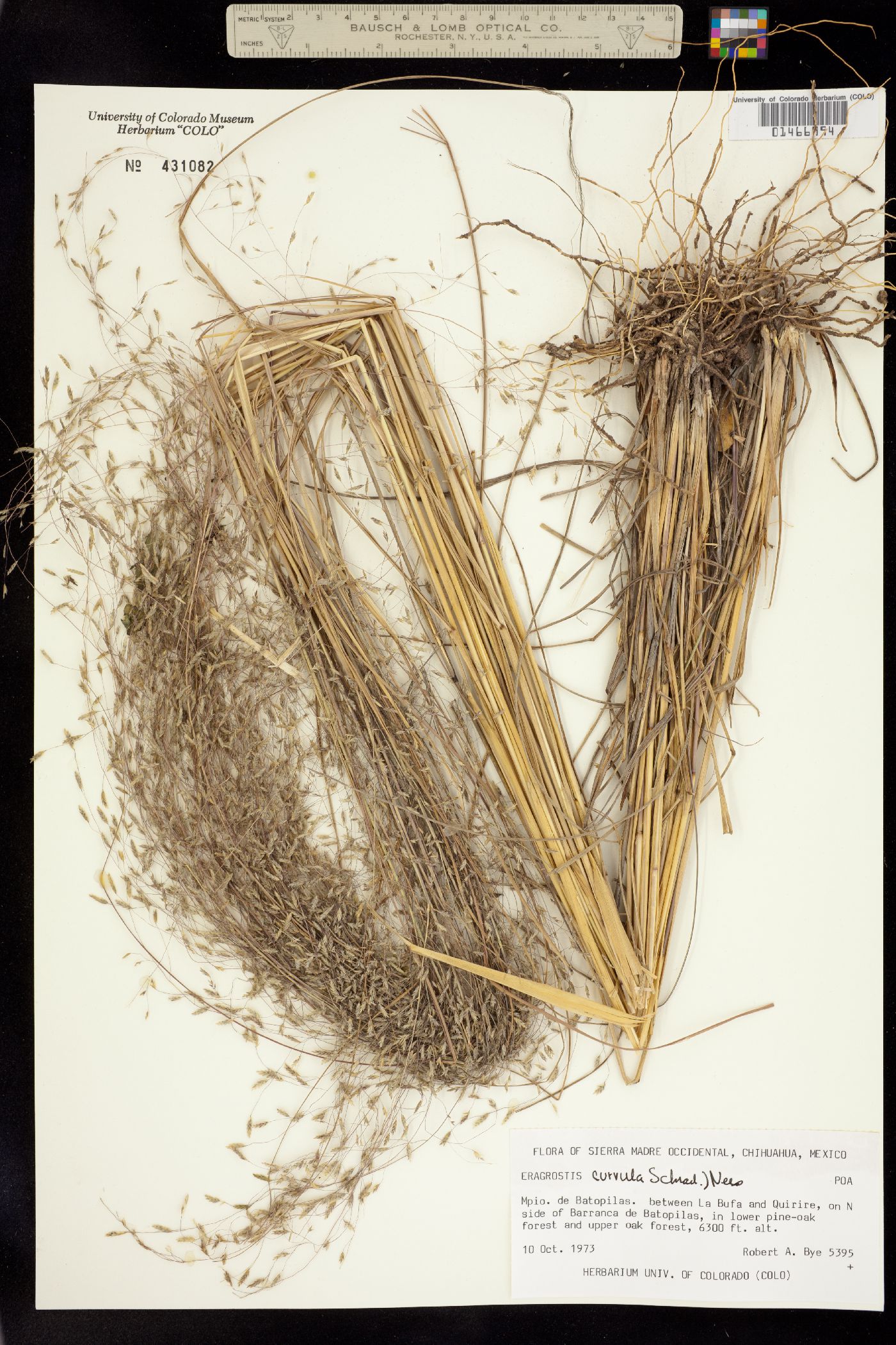 Eragrostis curvula image