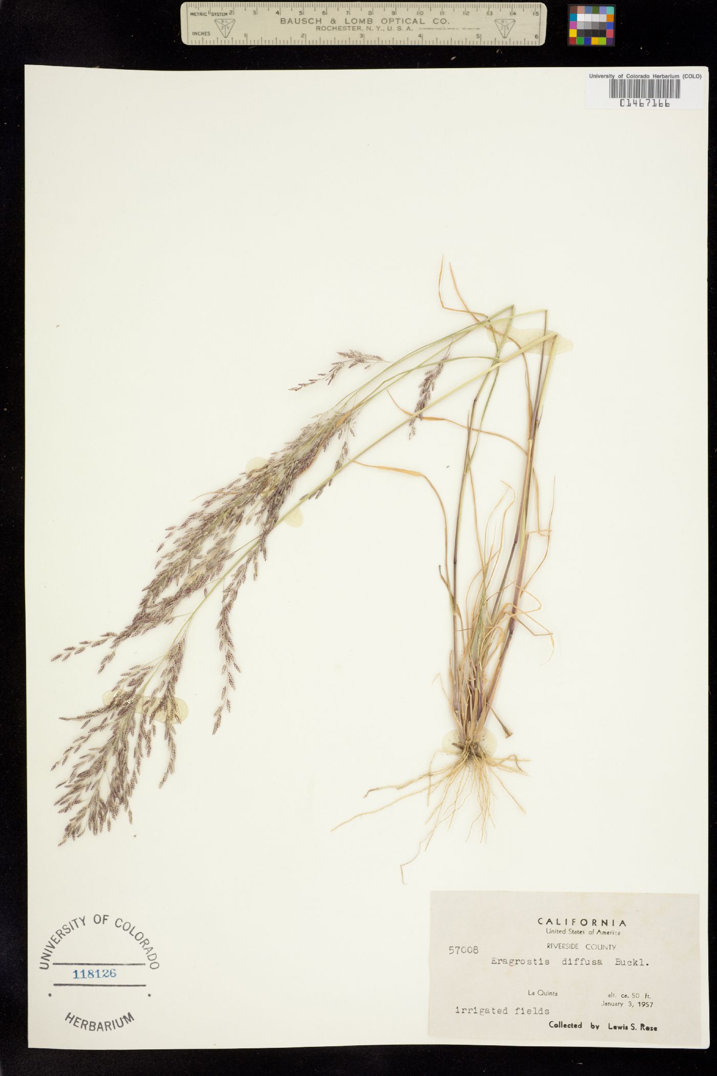 Eragrostis image