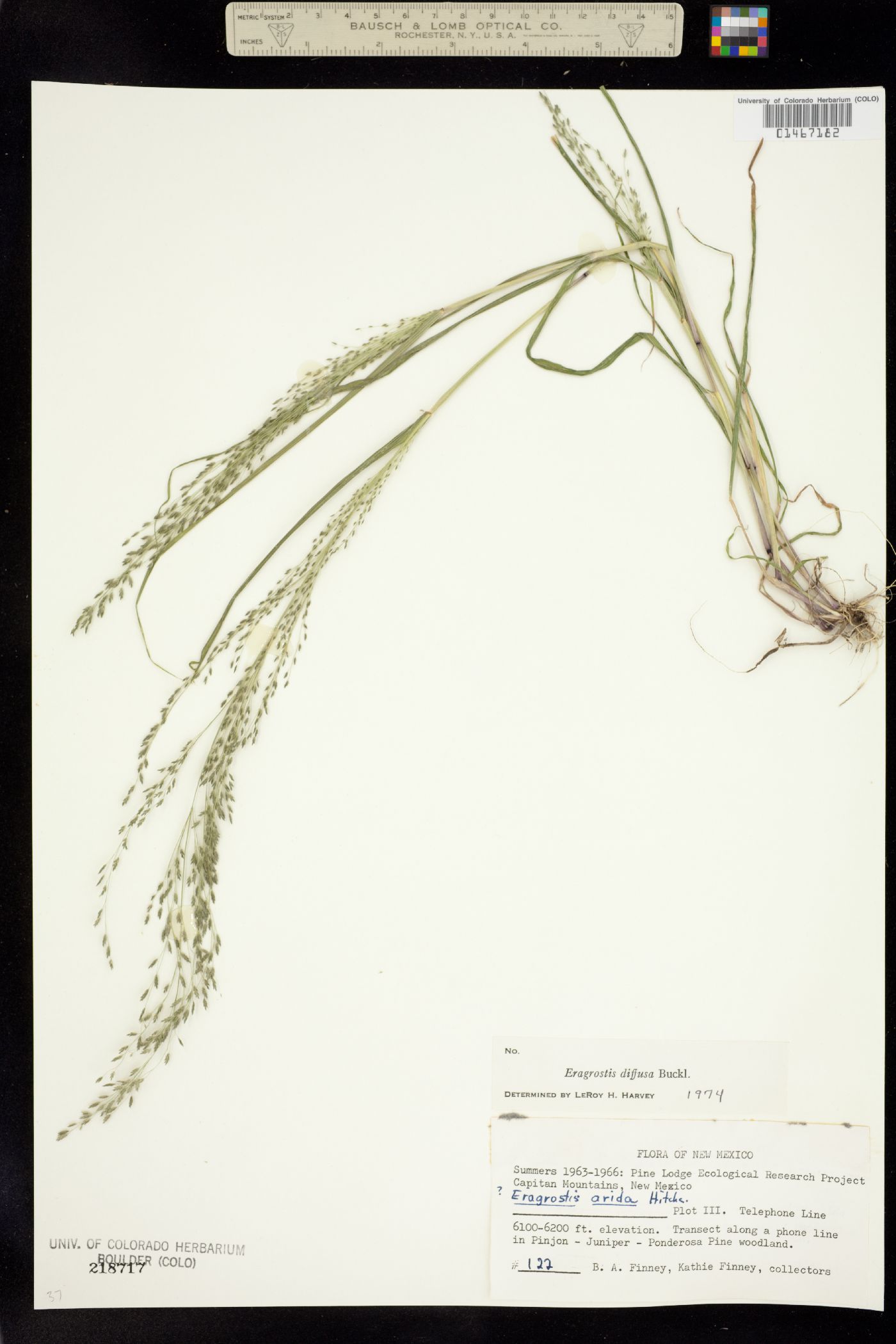 Eragrostis pectinacea var. pectinacea image