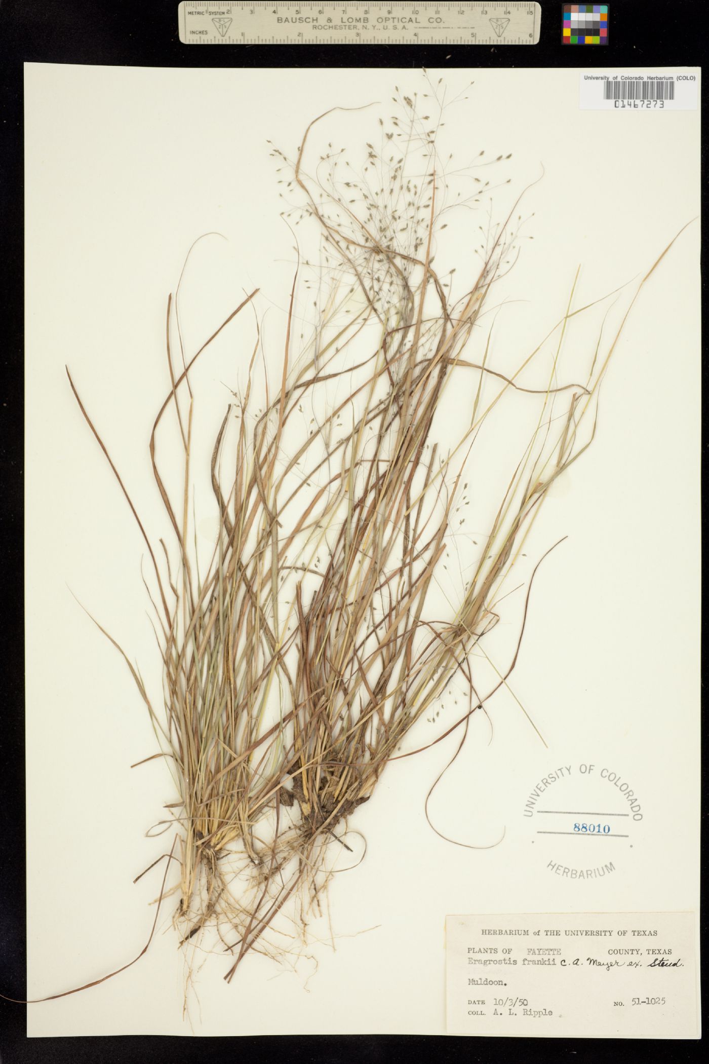 Eragrostis frankii image