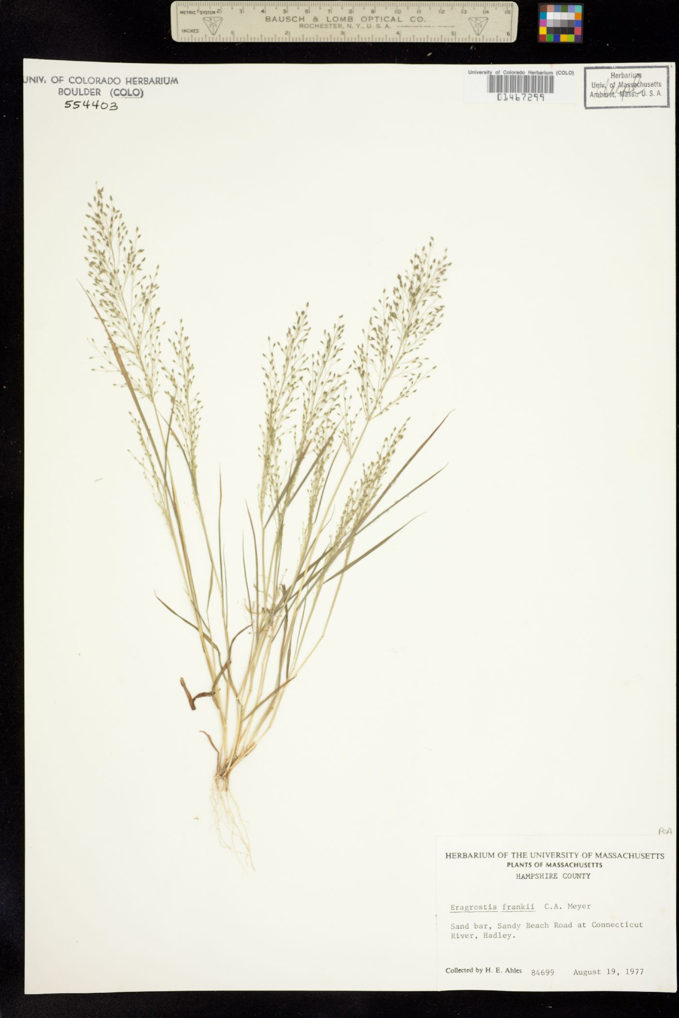Eragrostis frankii image