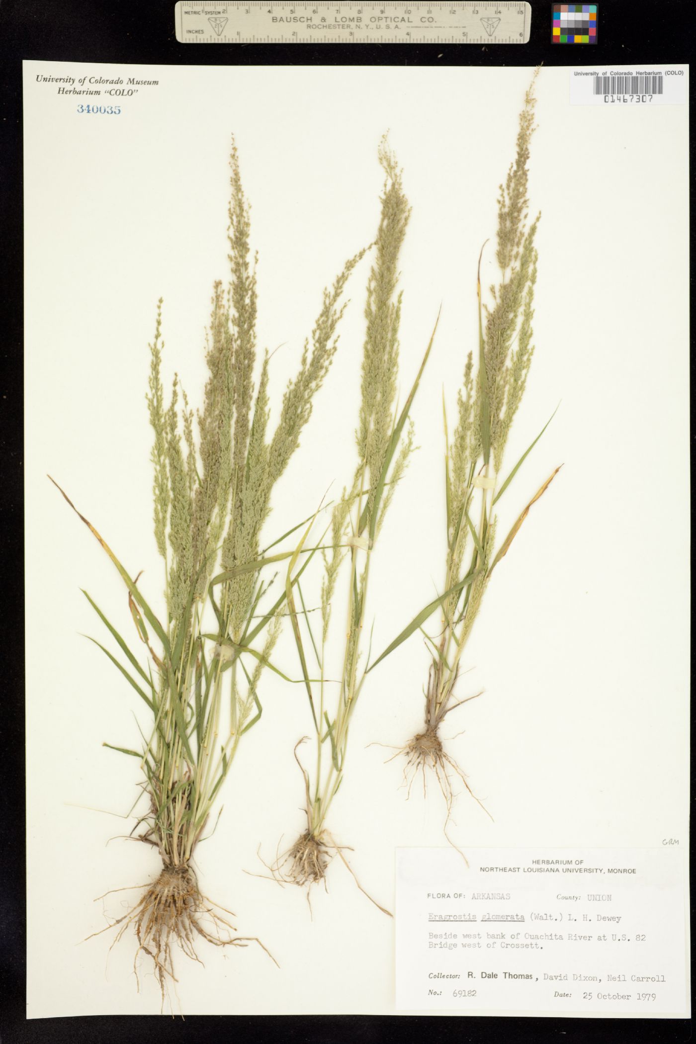 Eragrostis frankii image