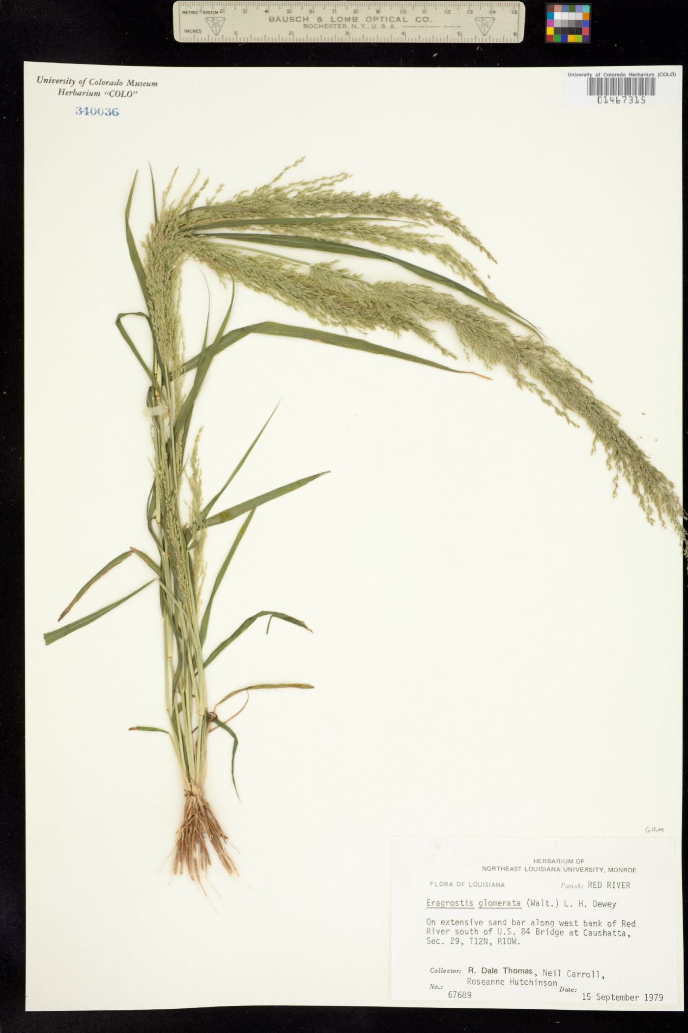 Eragrostis frankii image