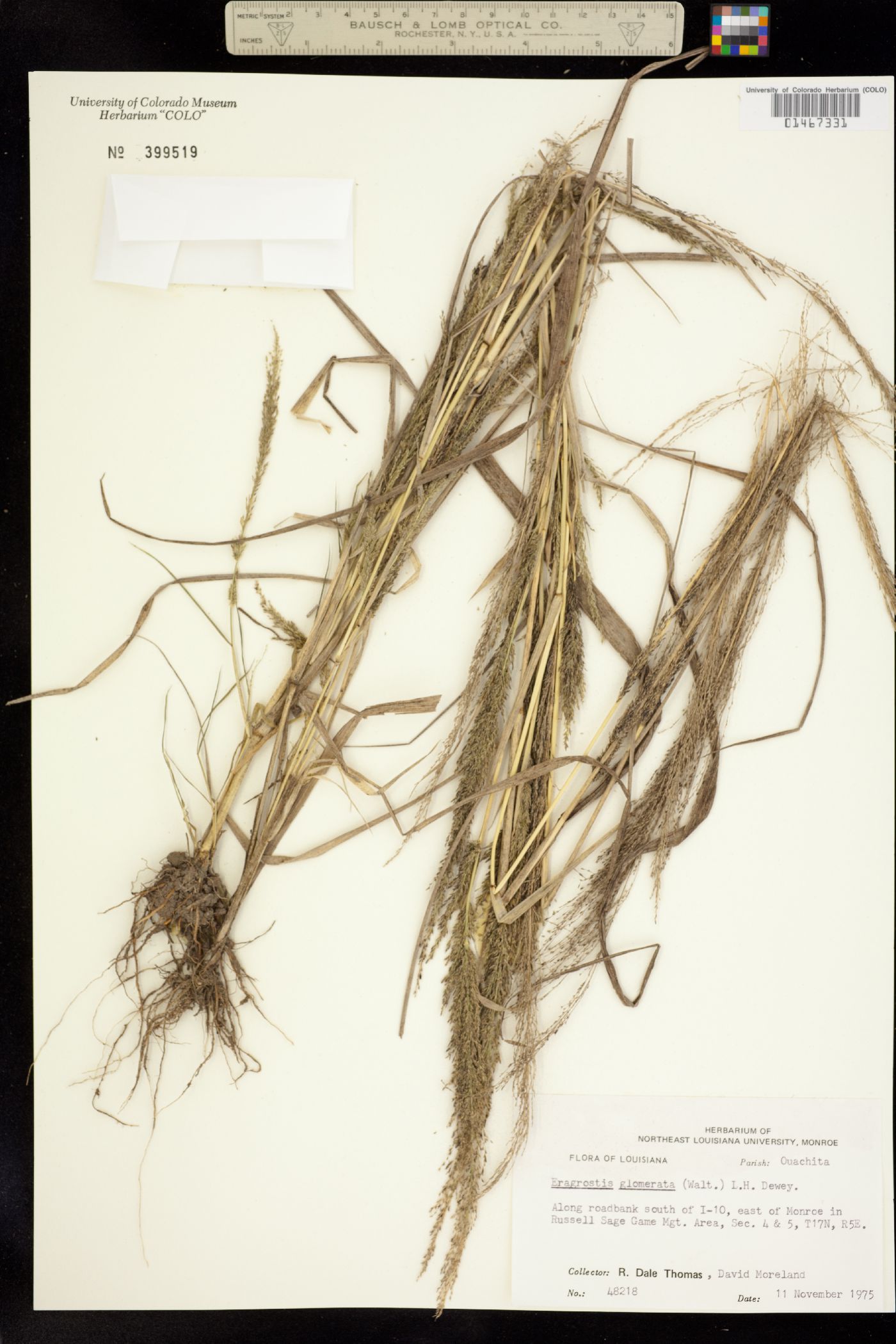 Eragrostis frankii image