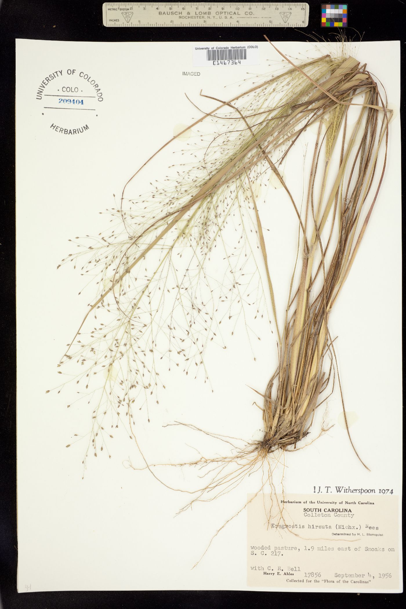 Eragrostis hirsuta image