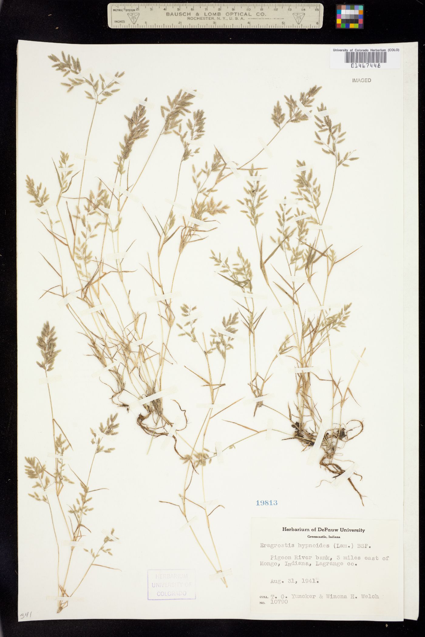 Eragrostis hypnoides image