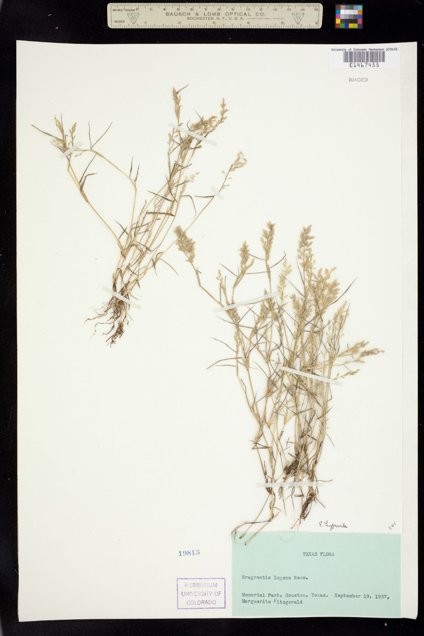 Eragrostis hypnoides image