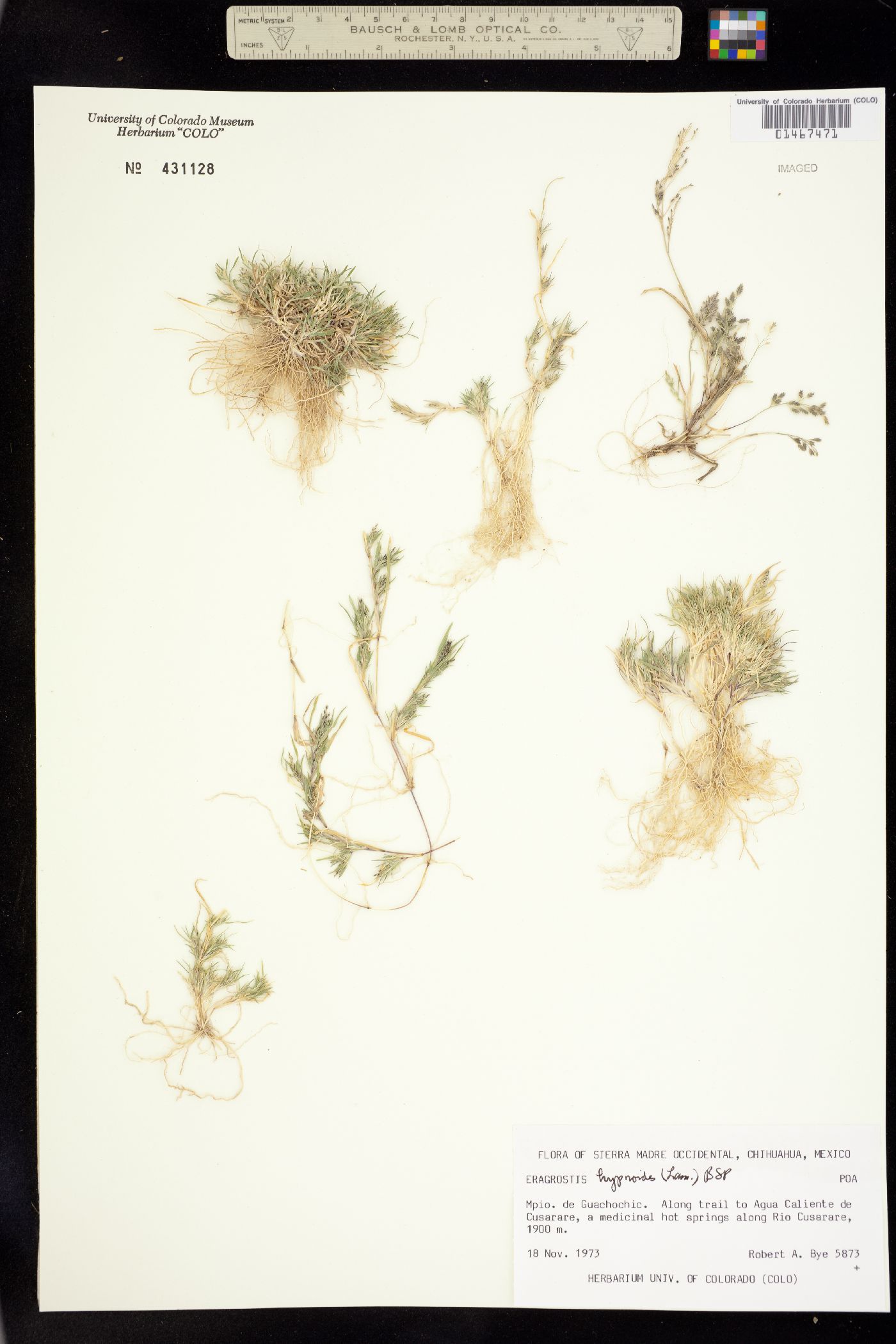 Eragrostis hypnoides image