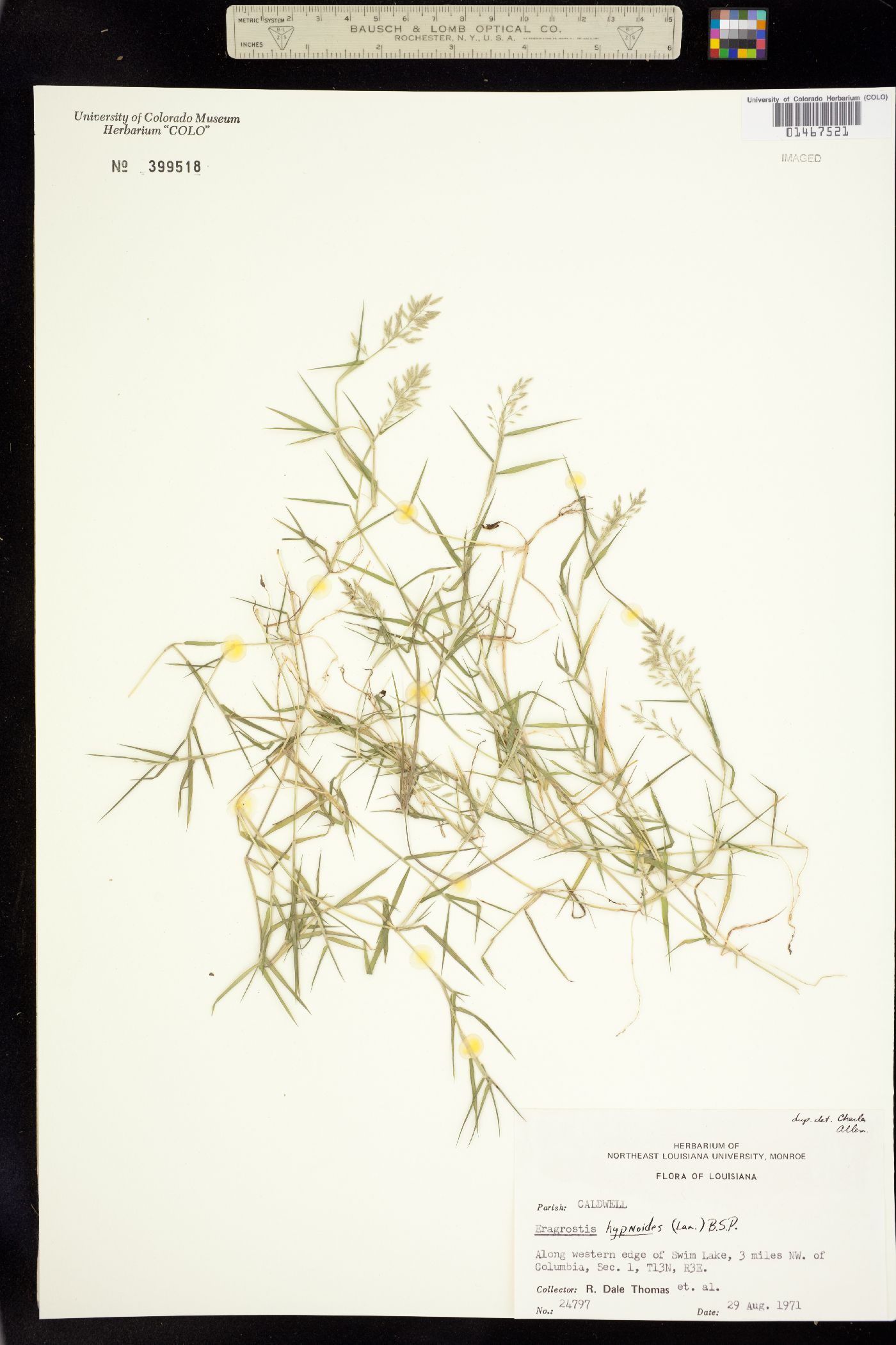Eragrostis image