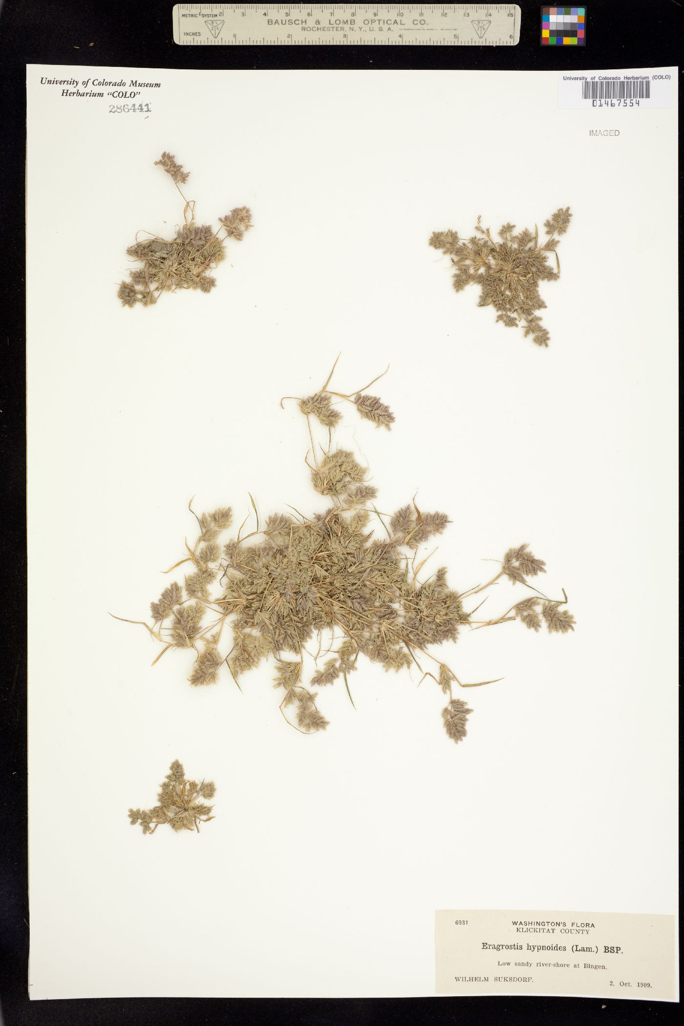 Eragrostis hypnoides image