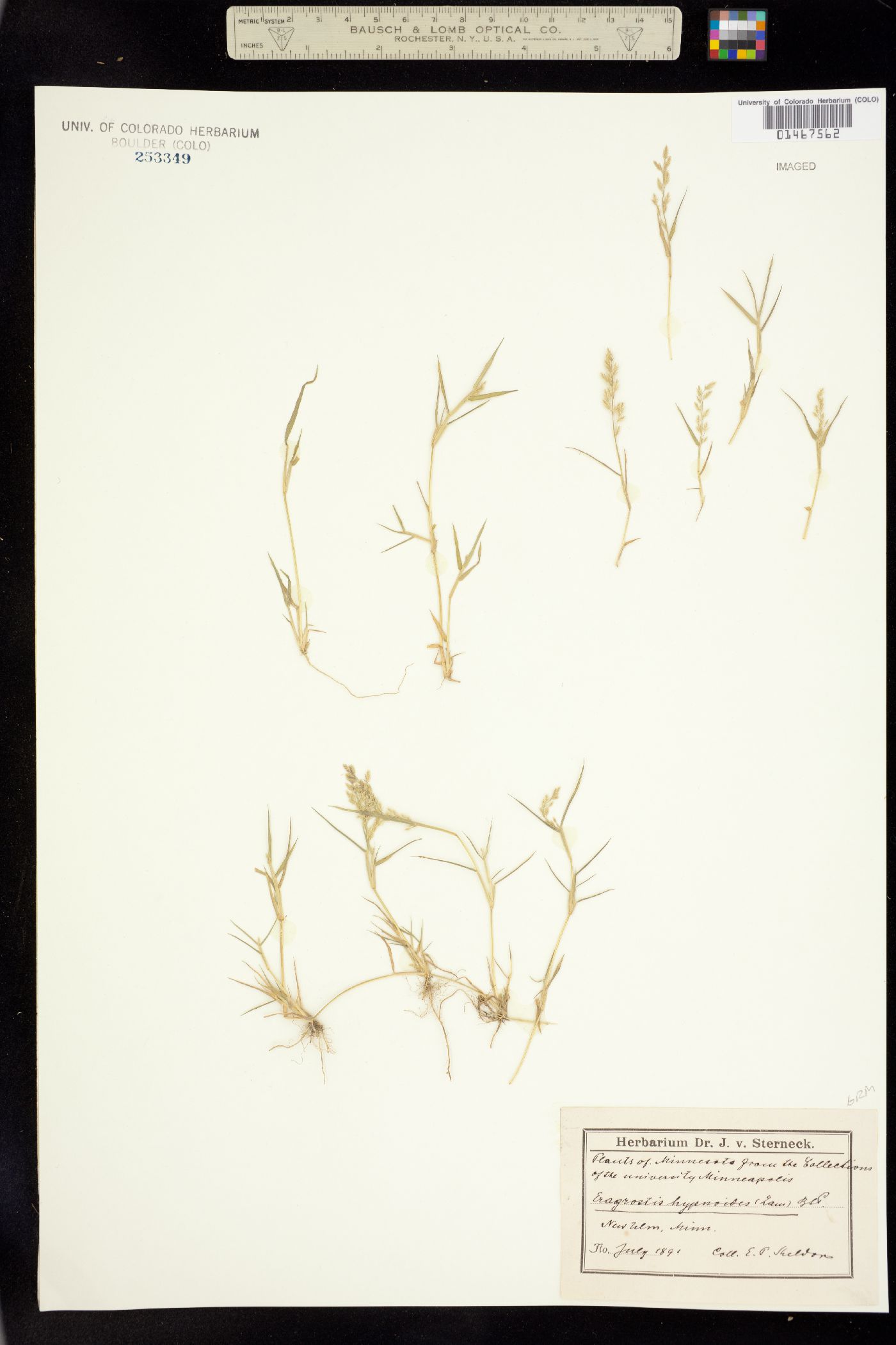 Eragrostis hypnoides image