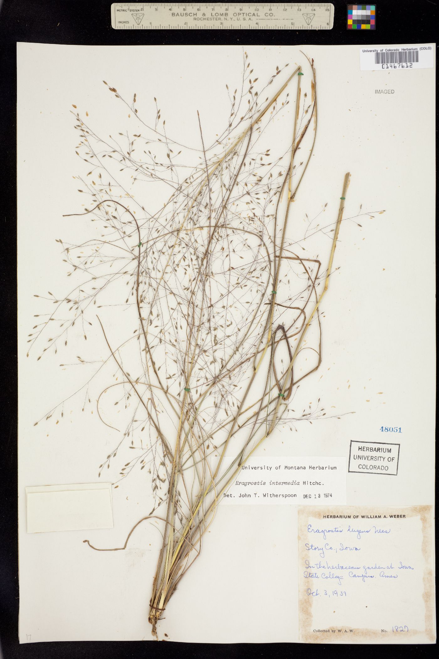 Eragrostis intermedia image