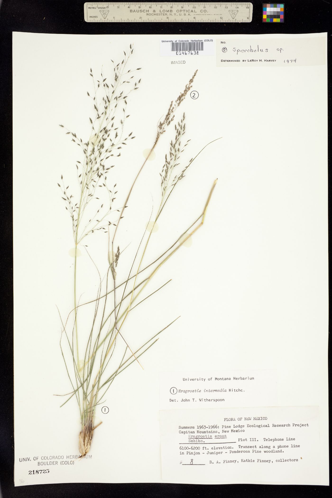 Eragrostis intermedia image