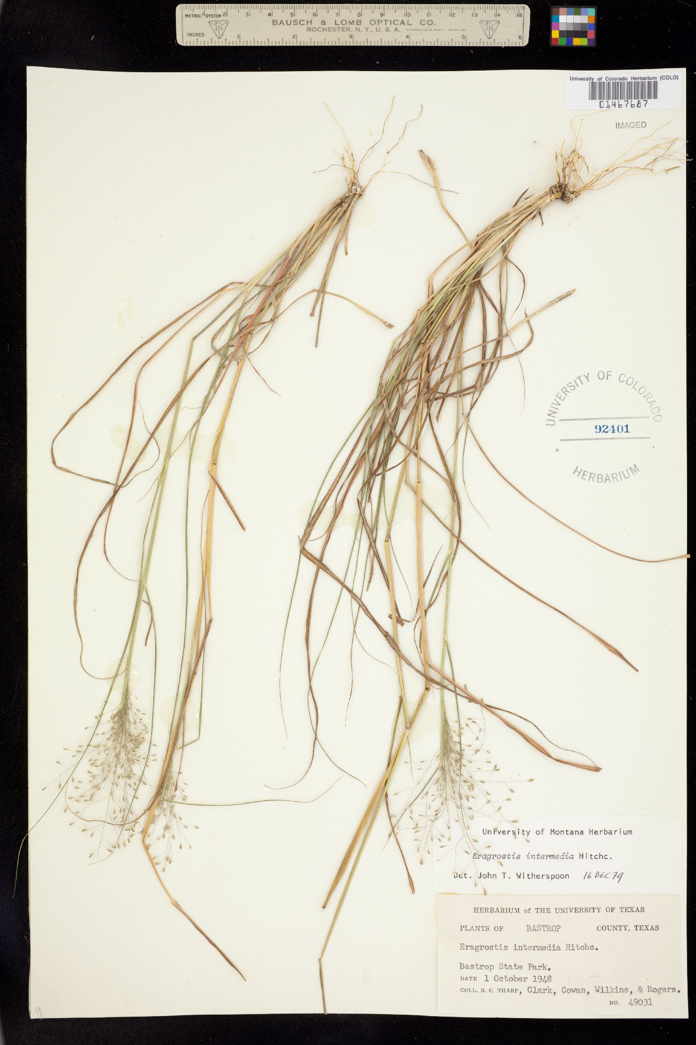 Eragrostis intermedia image
