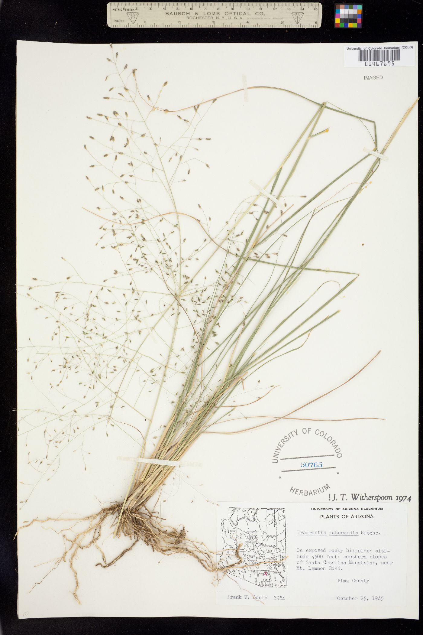 Eragrostis intermedia image