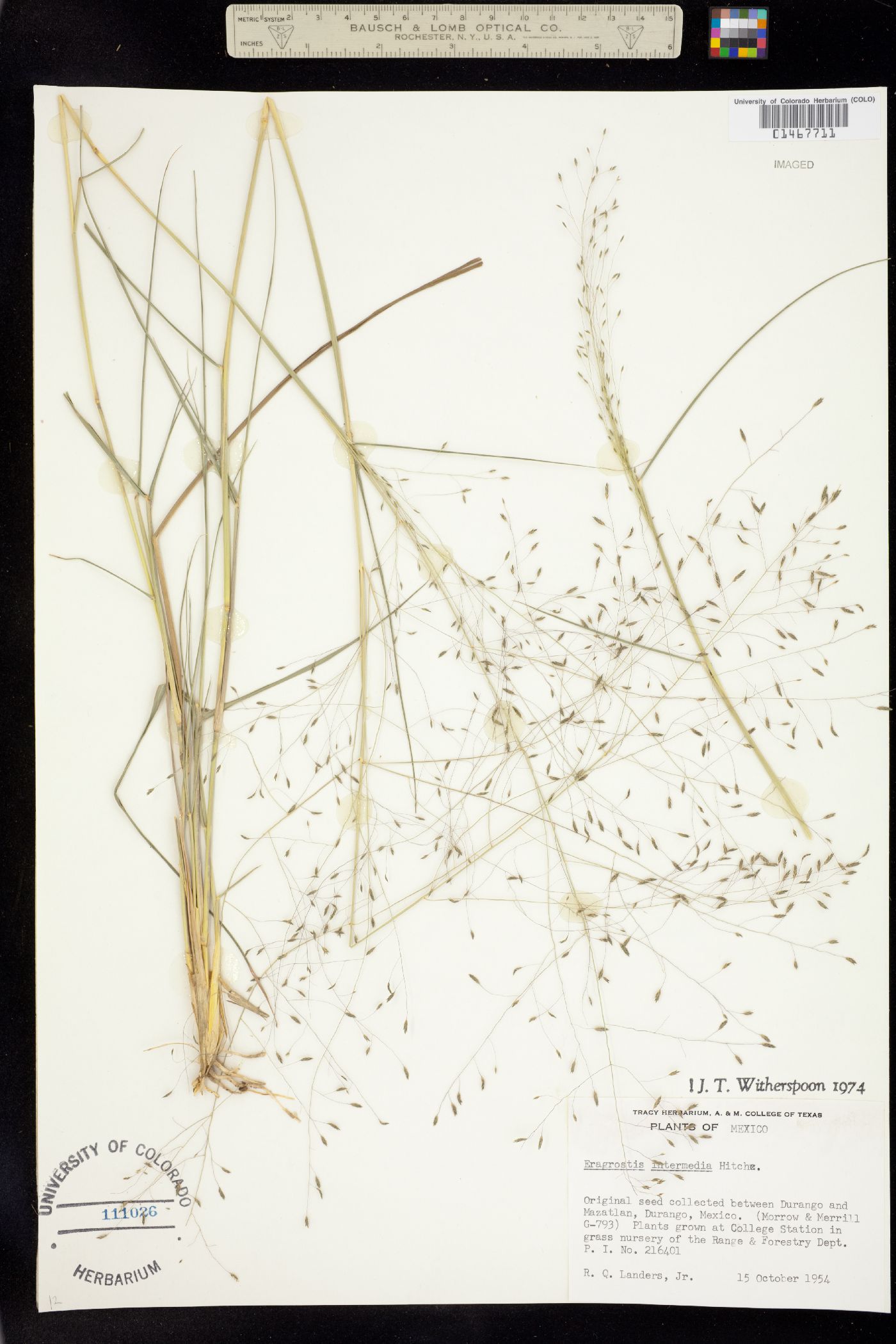 Eragrostis intermedia image