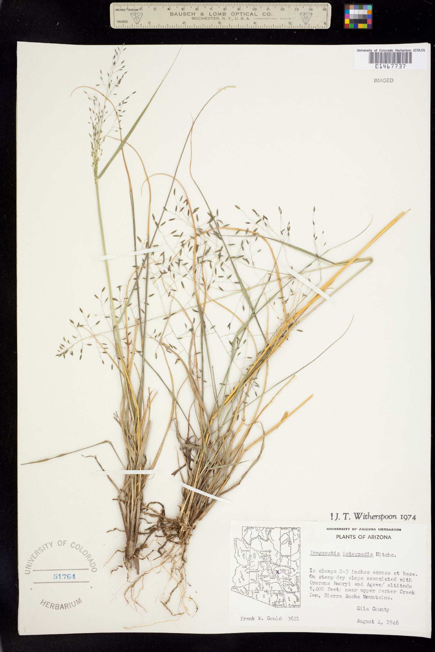 Eragrostis intermedia image