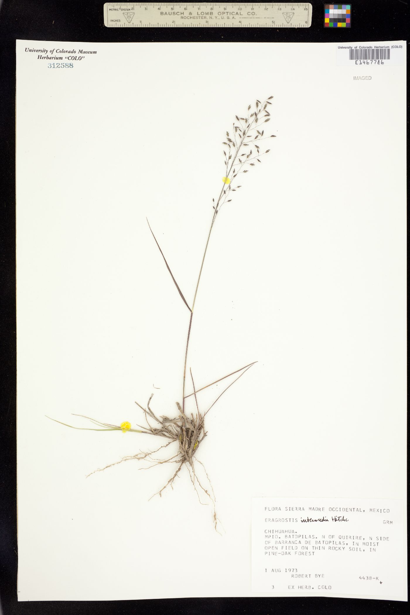 Eragrostis intermedia image