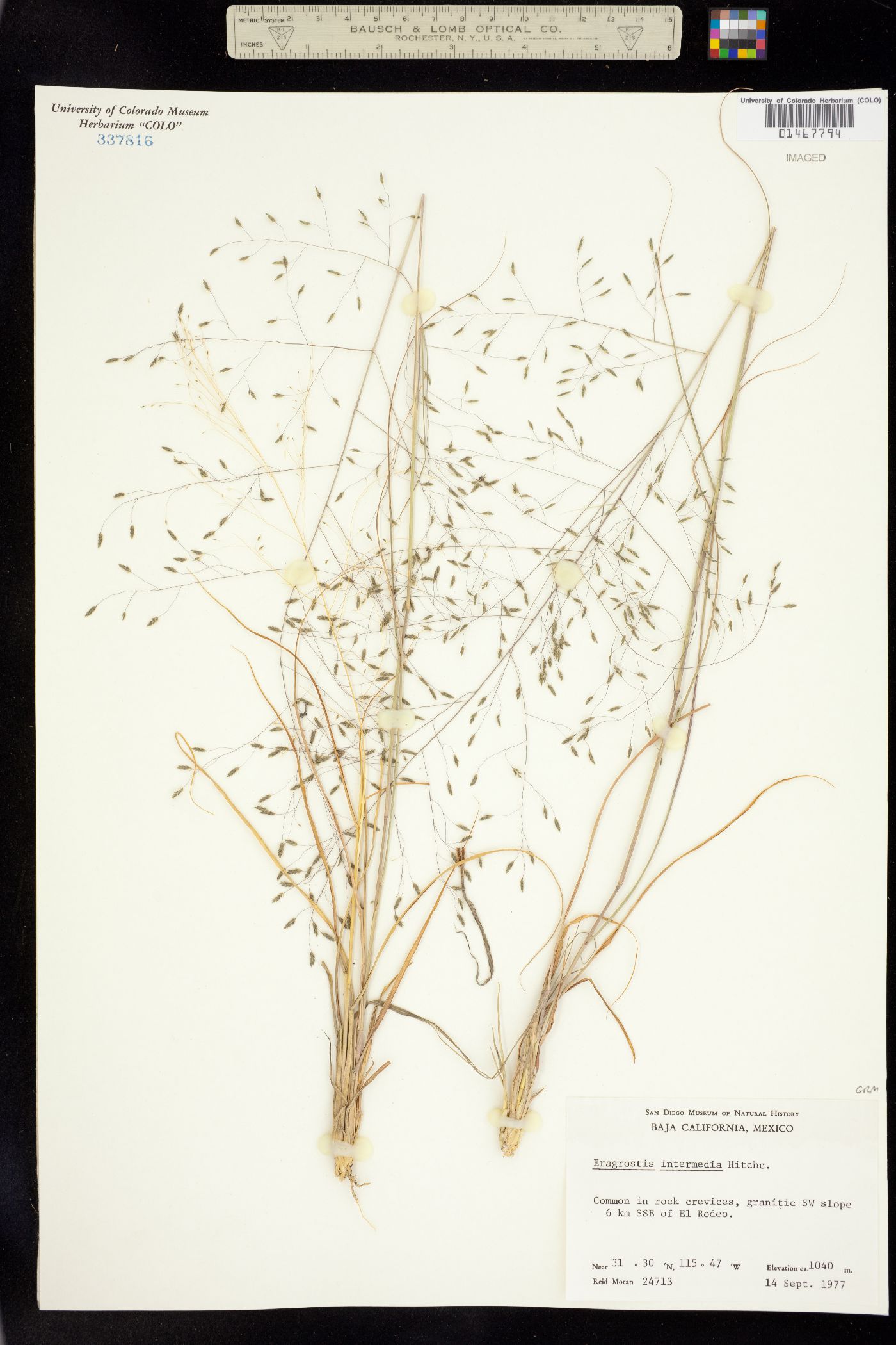 Eragrostis intermedia image