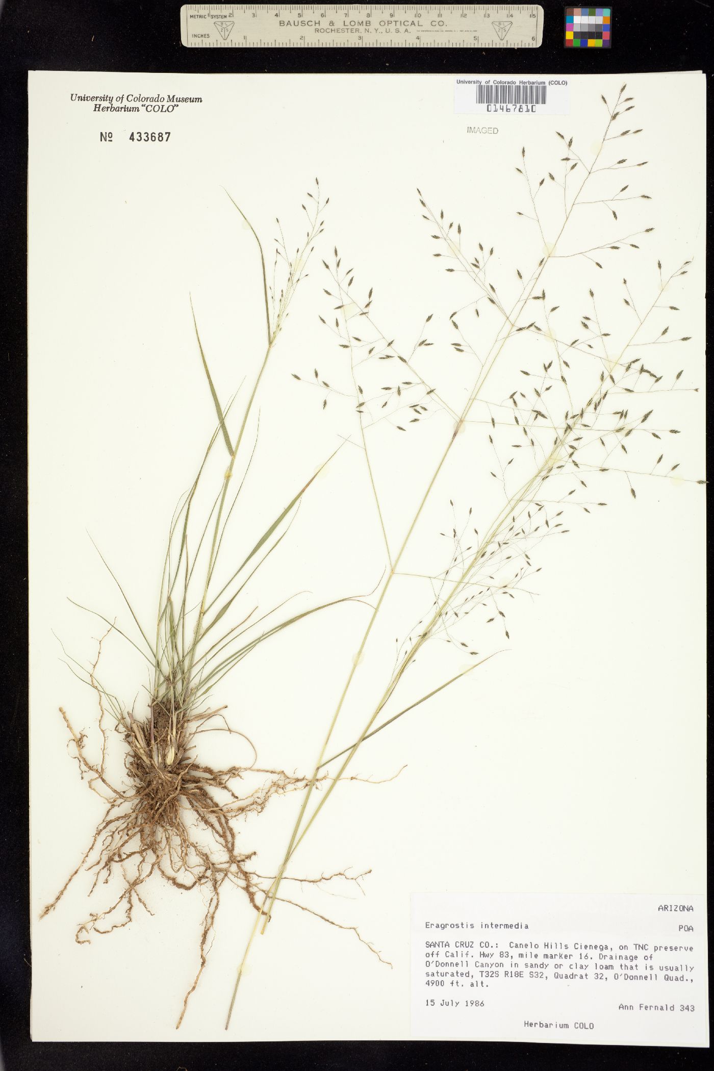 Eragrostis intermedia image