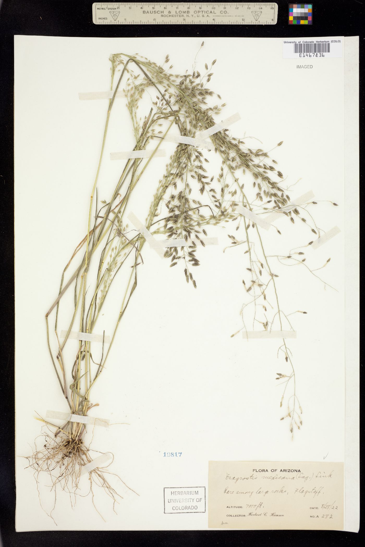 Eragrostis mexicana image