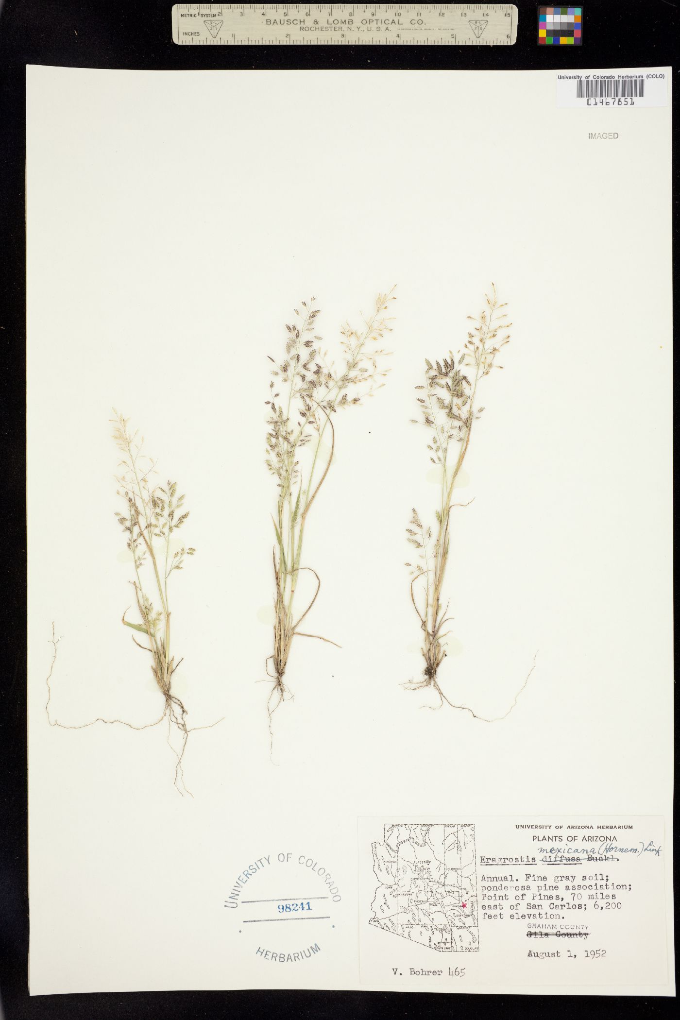 Eragrostis mexicana image