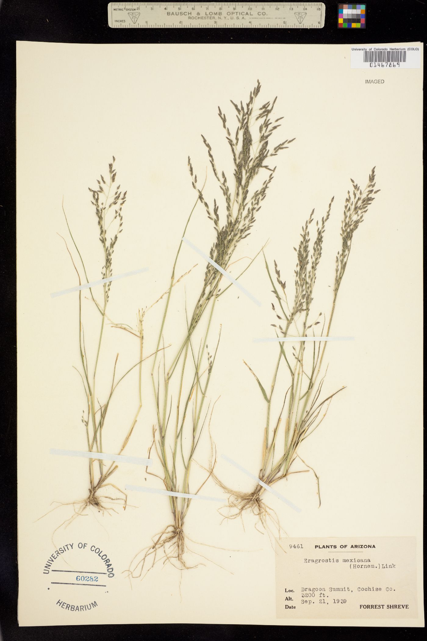 Eragrostis mexicana image