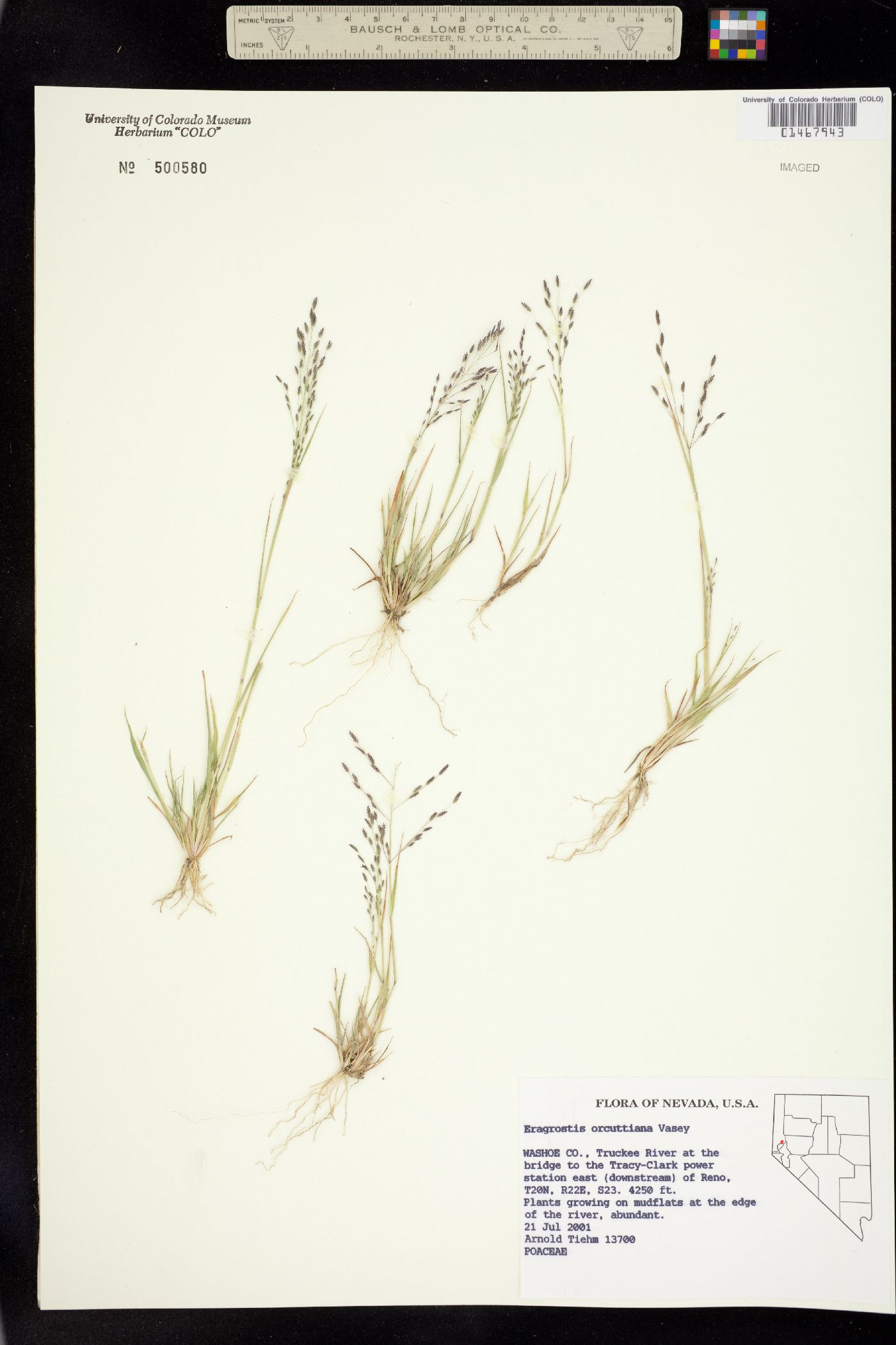 Eragrostis mexicana image