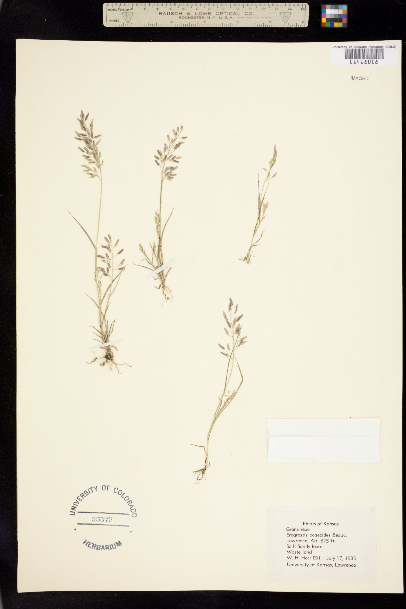 Eragrostis minor image