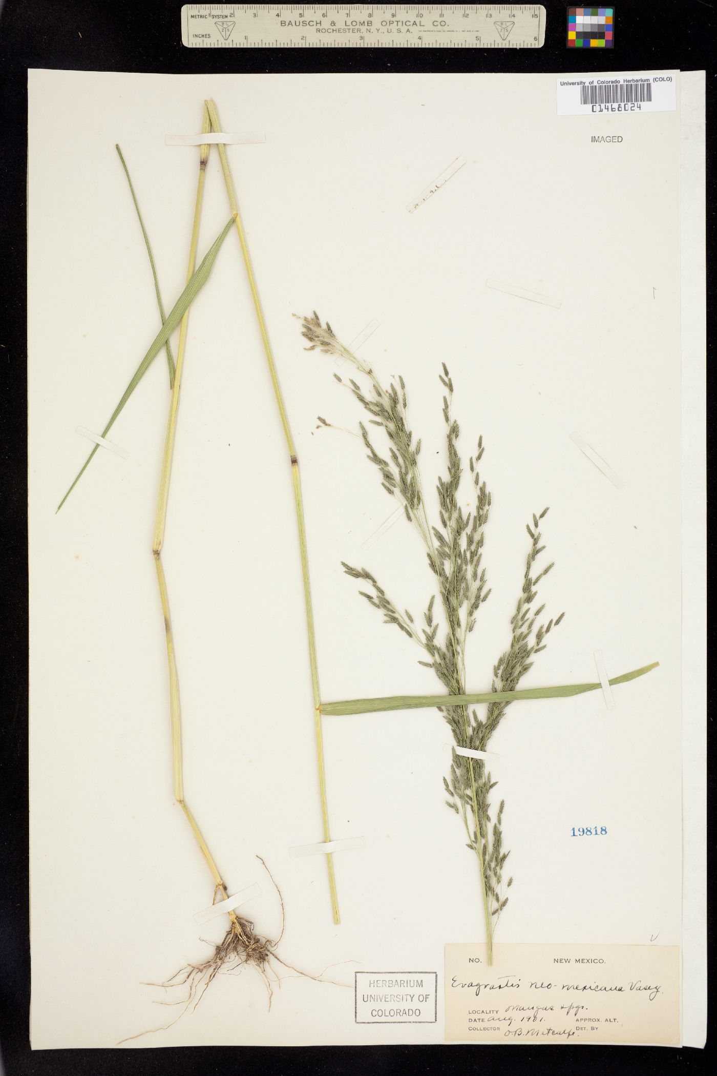 Eragrostis mexicana image