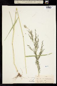 Eragrostis mexicana ssp. mexicana image