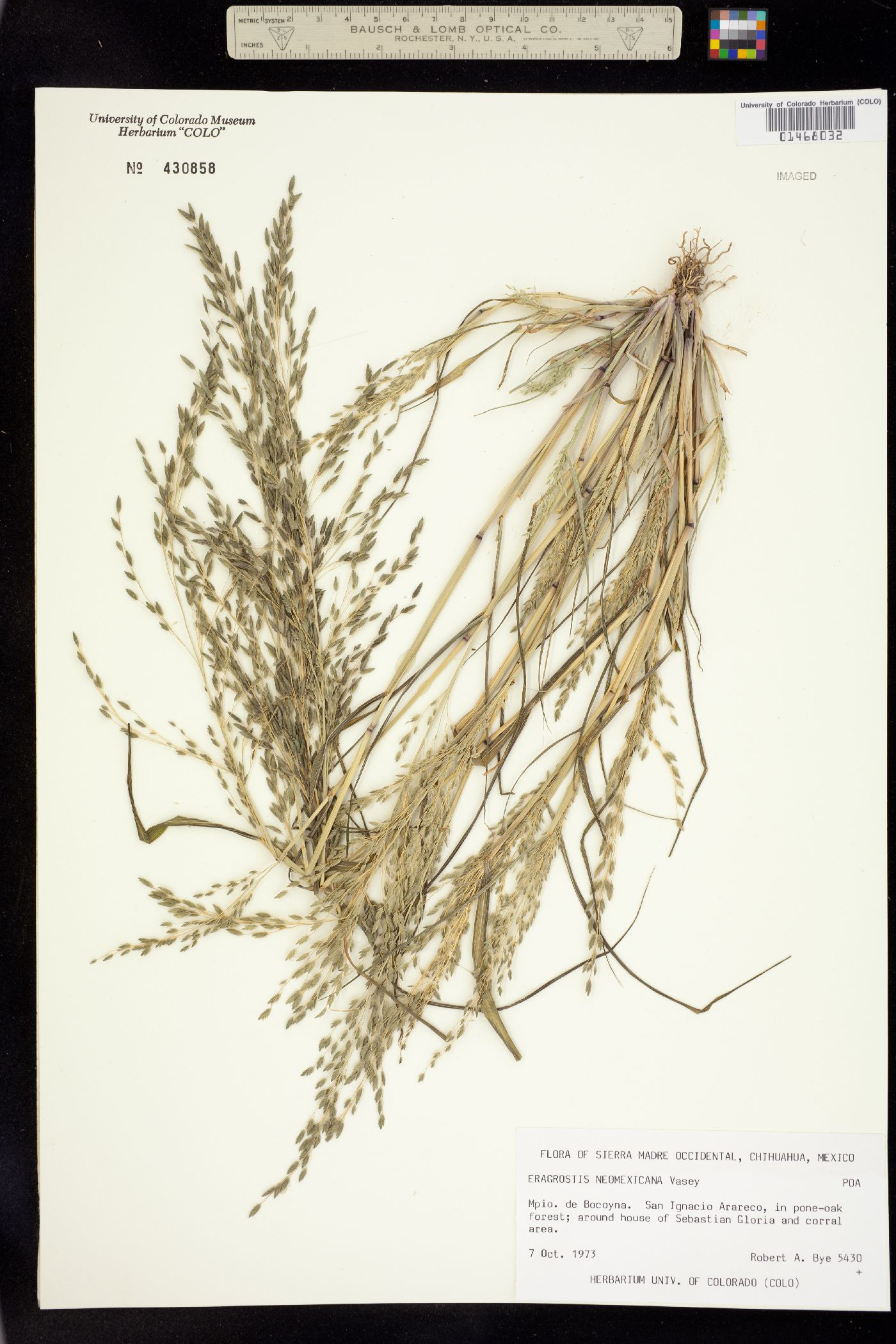 Eragrostis mexicana ssp. mexicana image