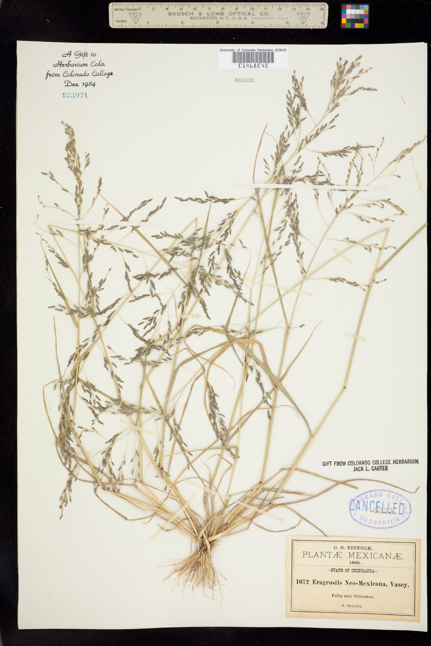 Eragrostis mexicana subsp. mexicana image