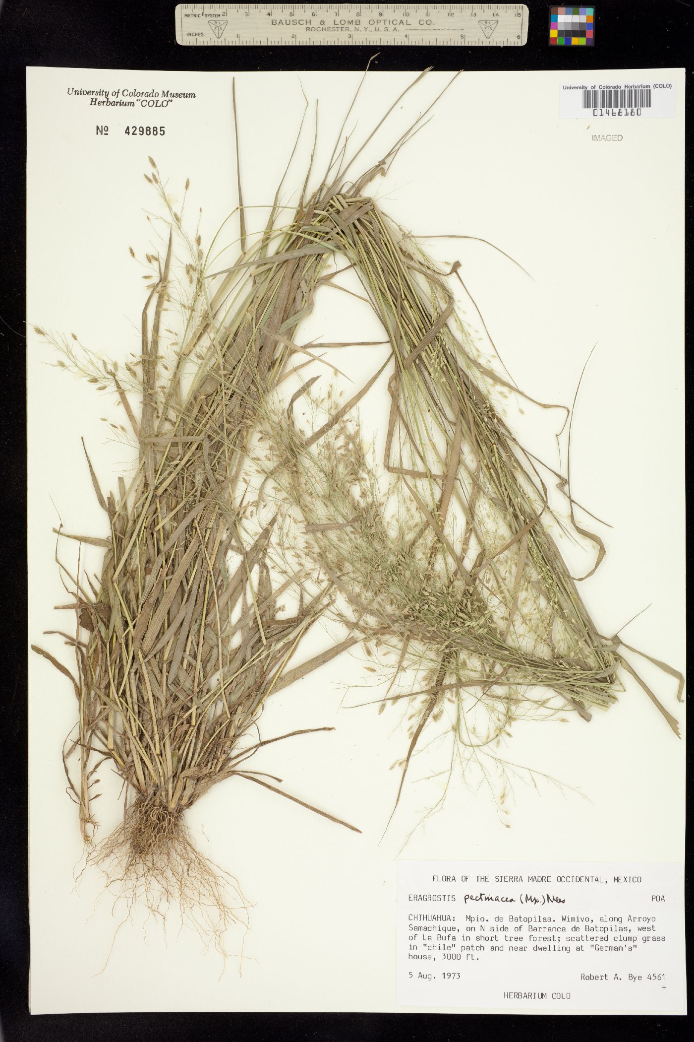 Eragrostis pectinacea image