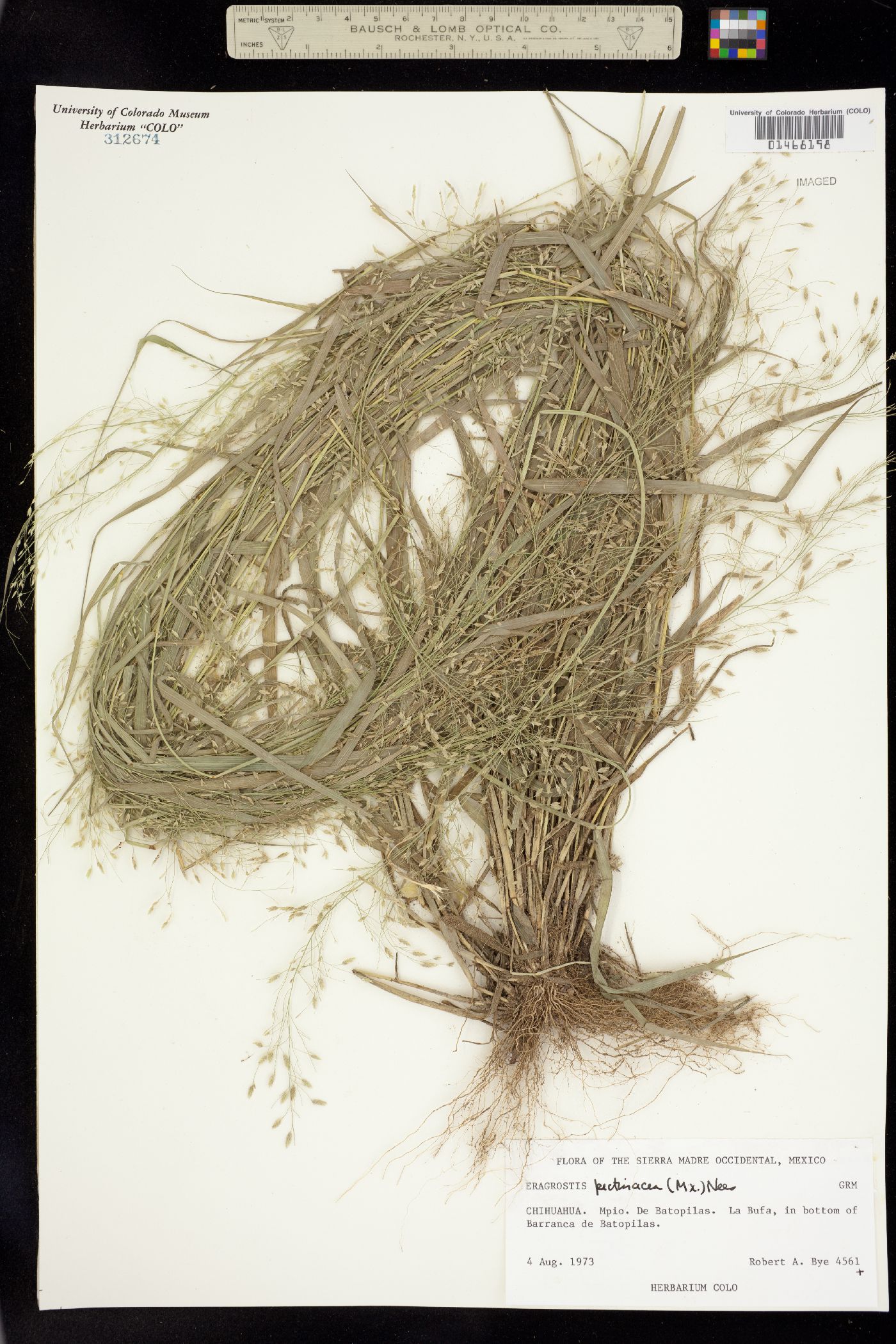 Eragrostis image