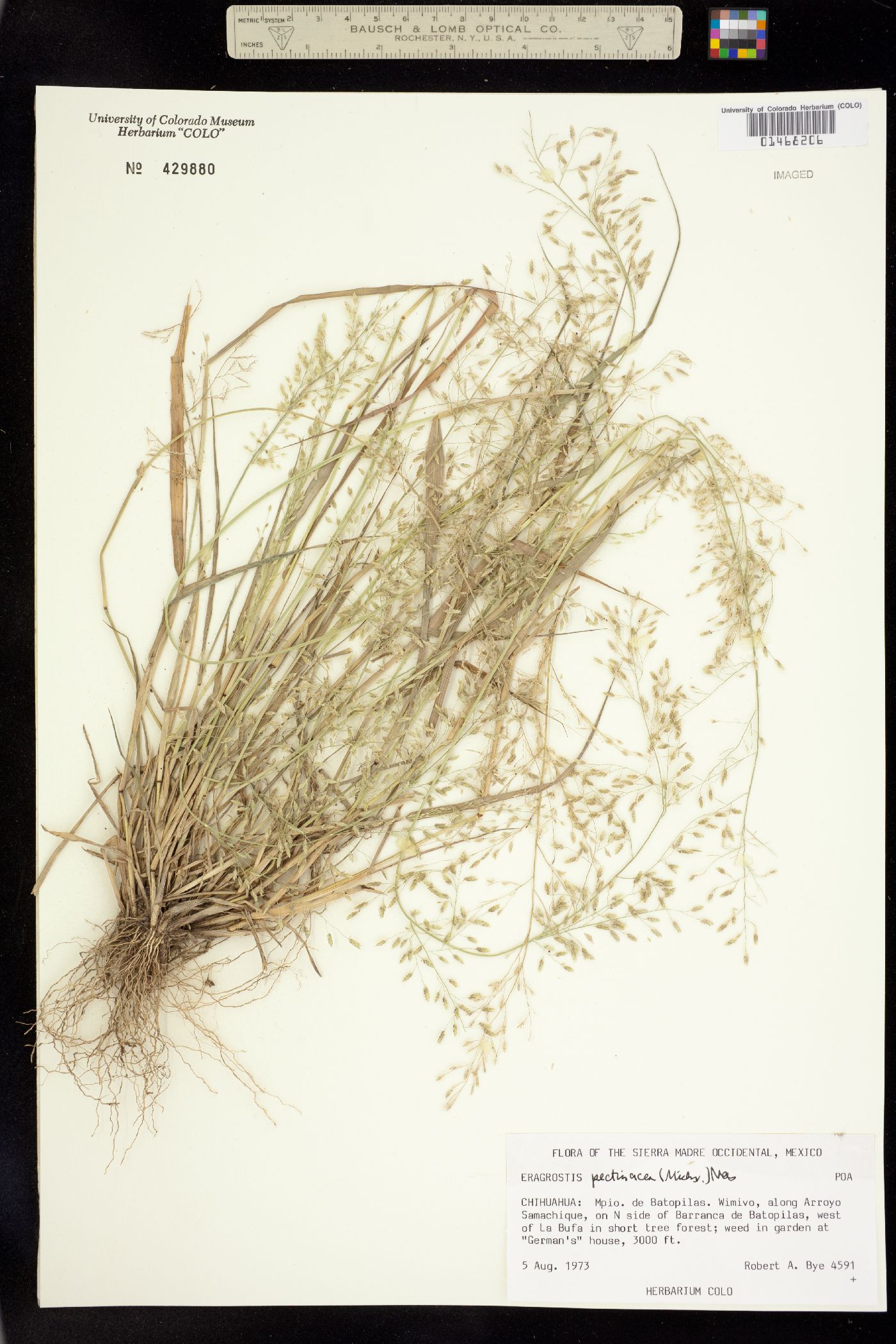 Eragrostis image