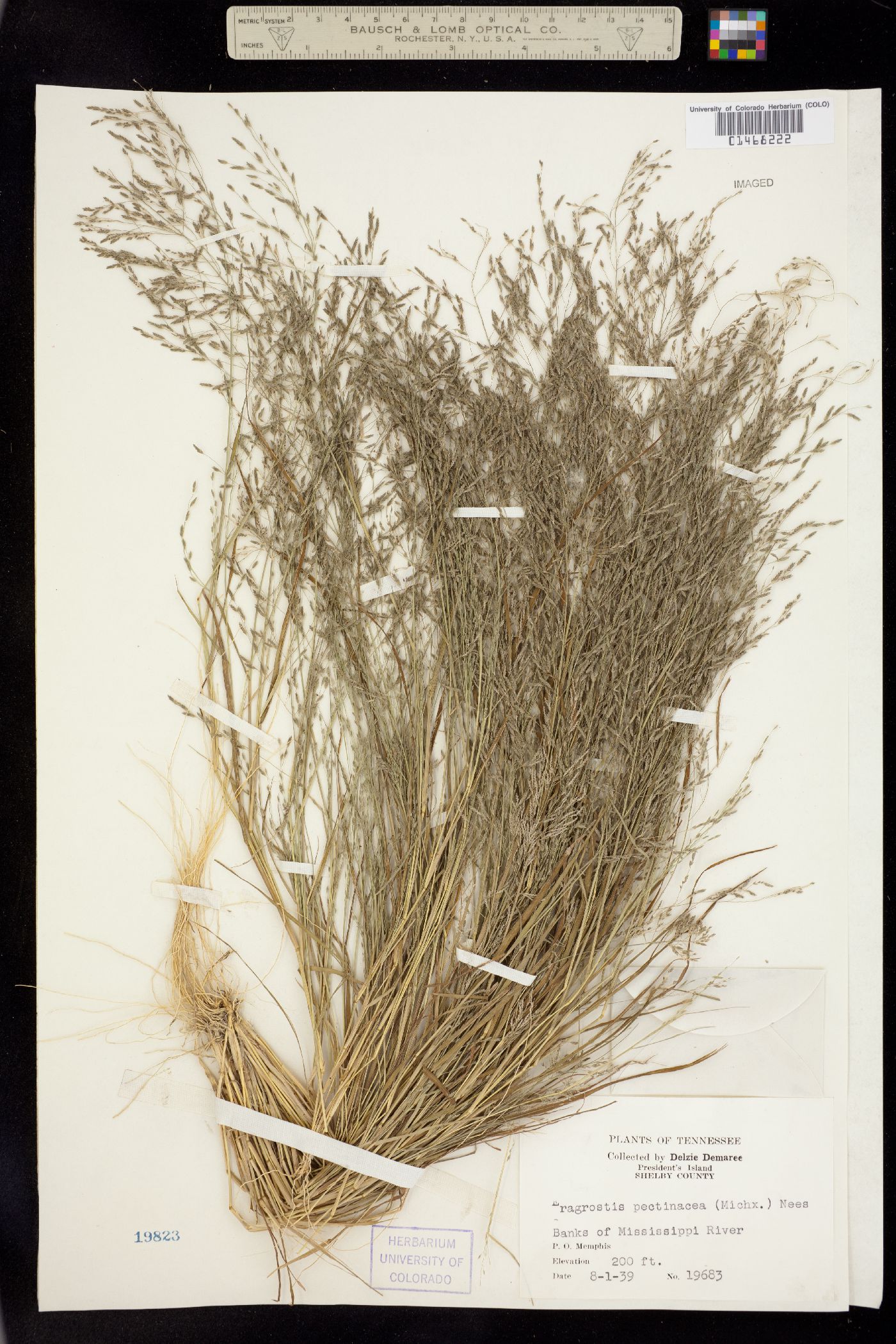 Eragrostis pectinacea image