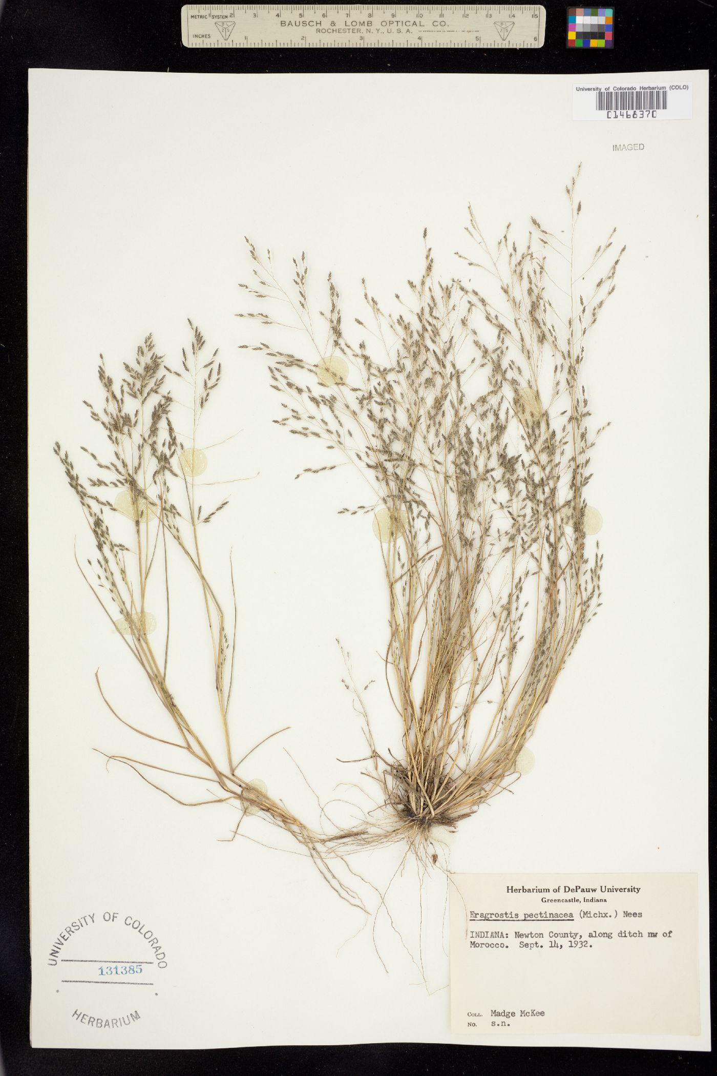 Eragrostis image