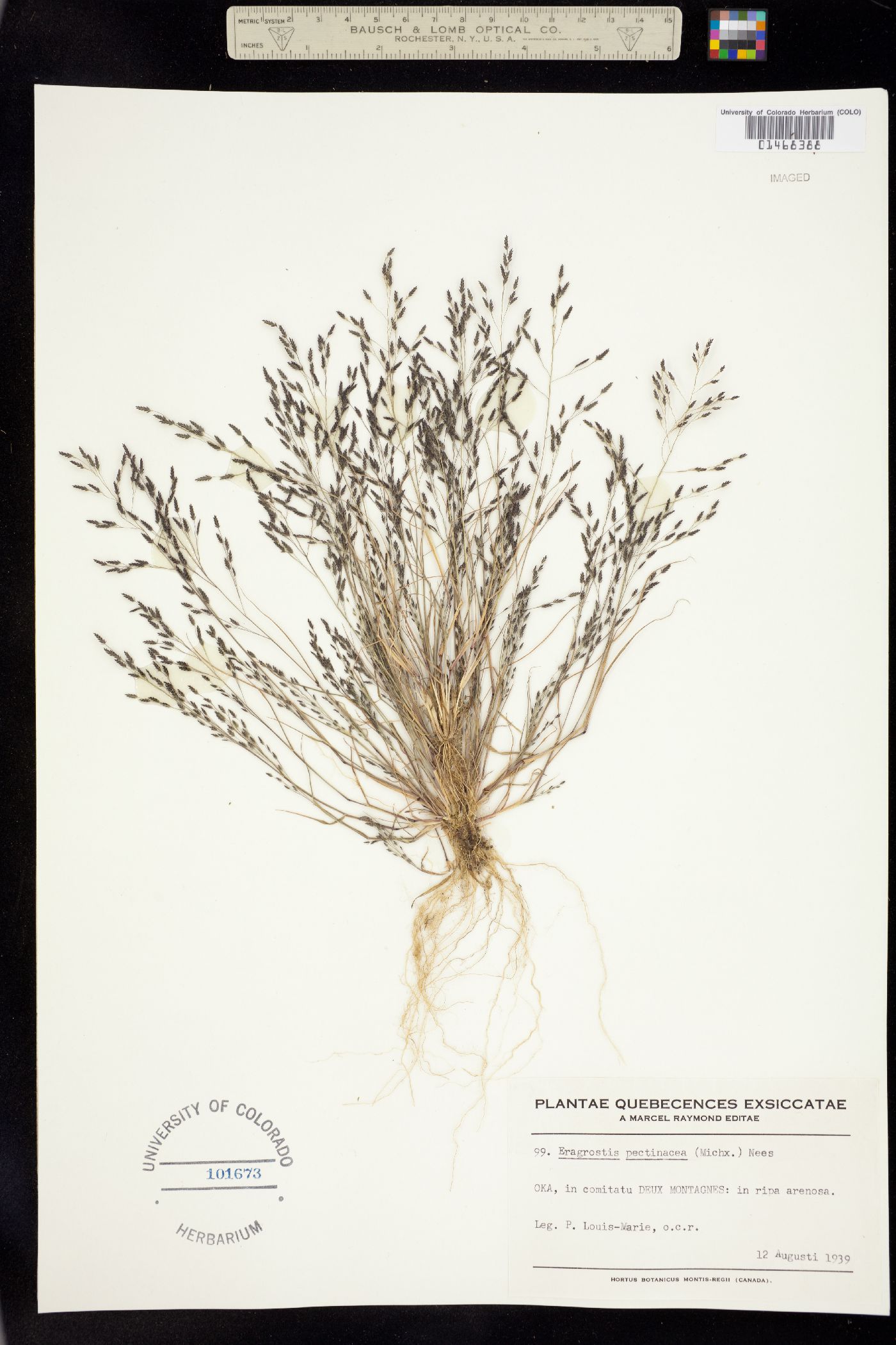 Eragrostis image