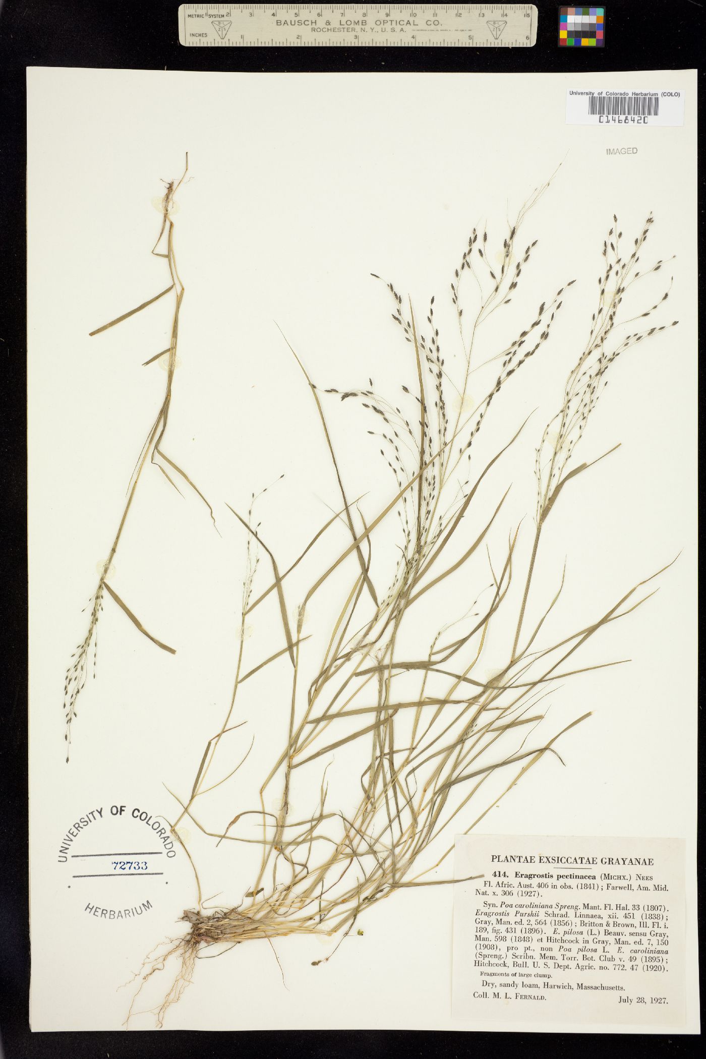 Eragrostis image