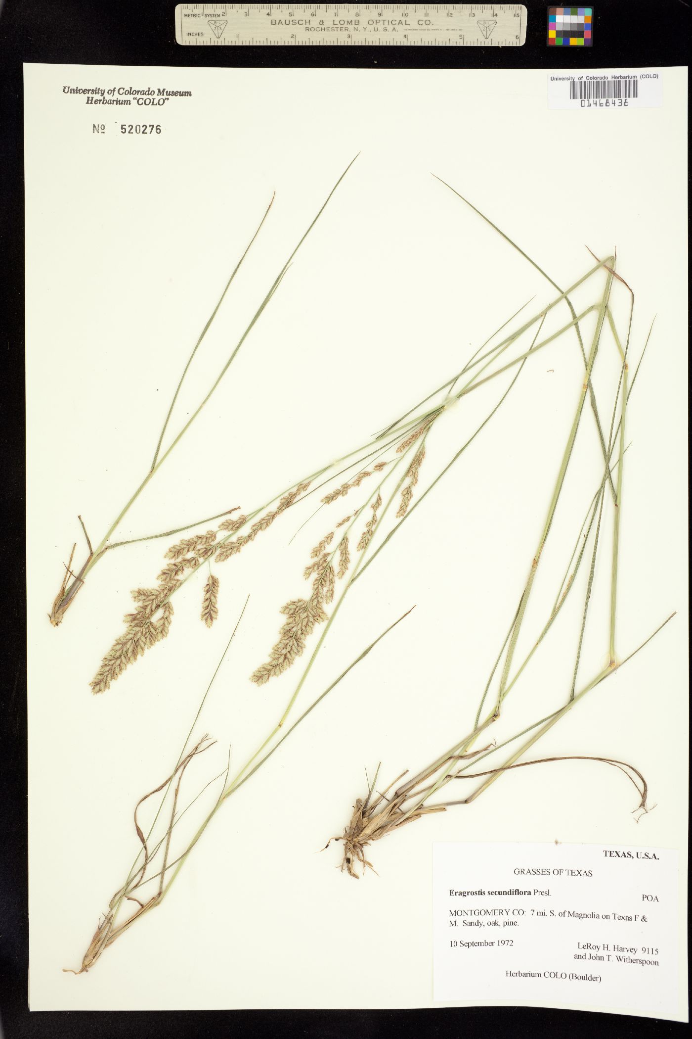 Eragrostis secundiflora image