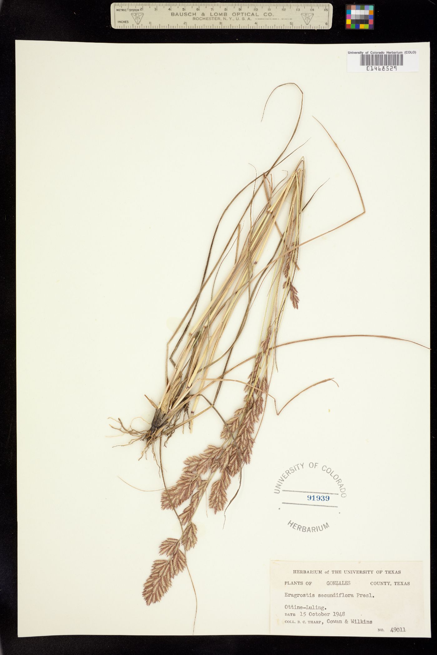 Eragrostis secundiflora image